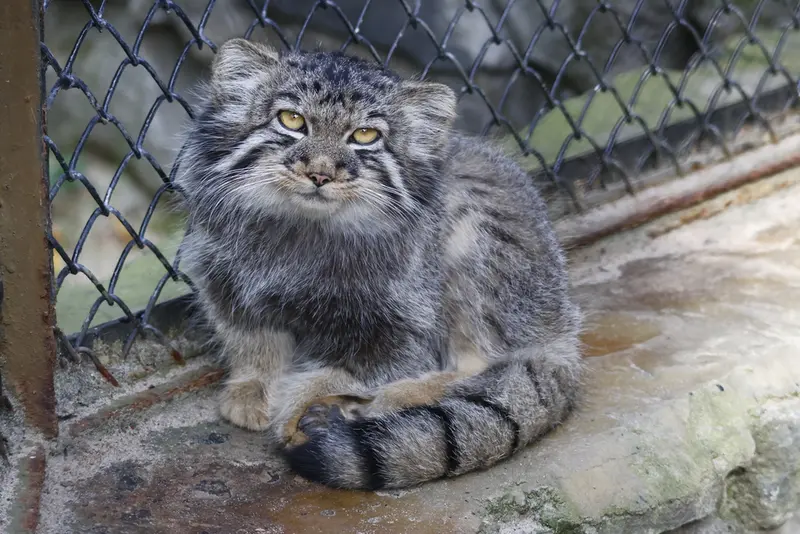 ノヴォシビルスク動物園のマヌルネコの写真