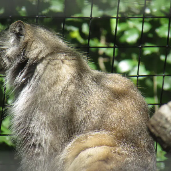 スミソニアン国立動物園のセバとアカルの写真