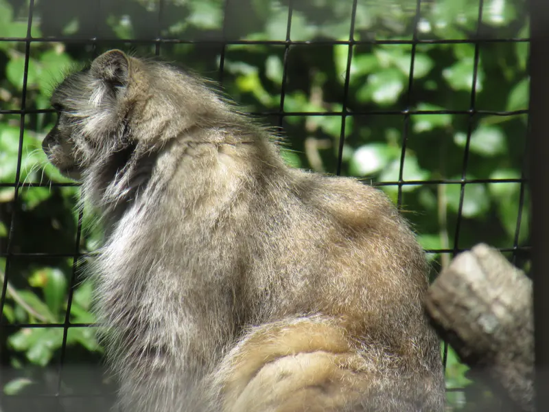 スミソニアン国立動物園のセバとアカルの写真