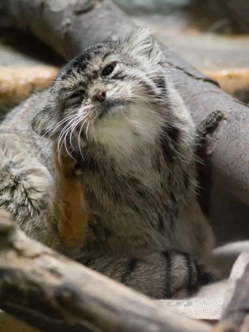 恩賜上野動物園のプリームラの写真