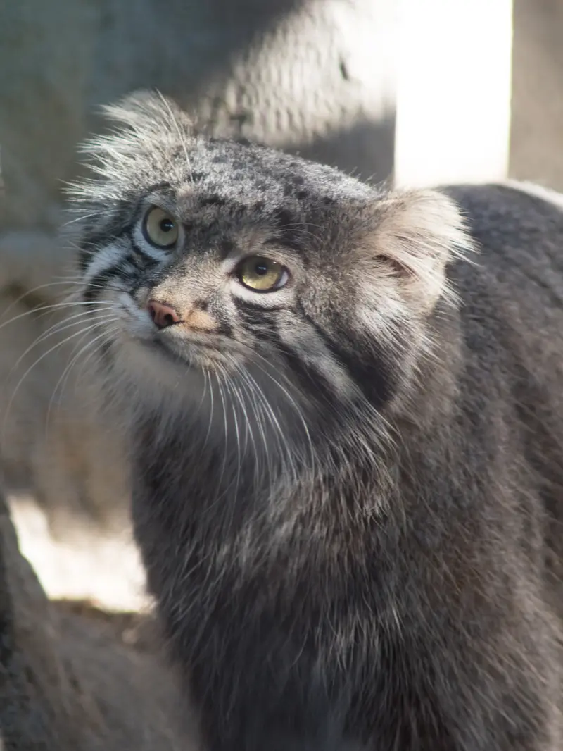 野毛山動物園のフィーガの写真
