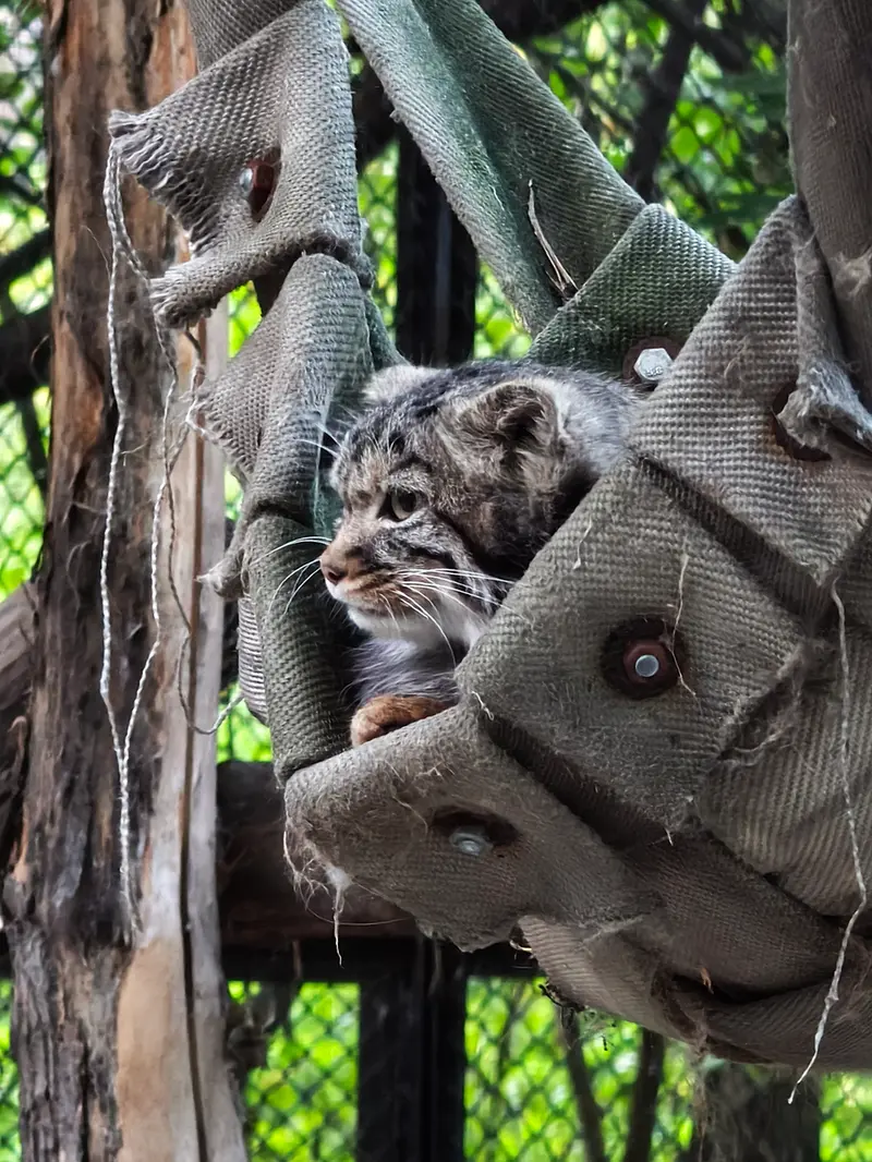 ノヴォシビルスク動物園のマヌルネコの写真