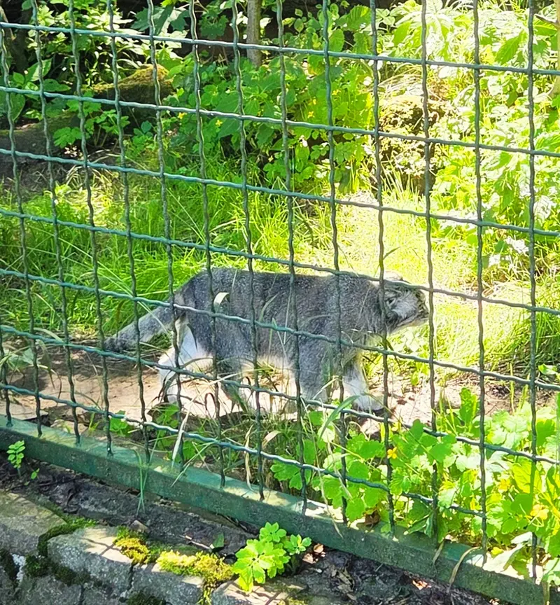 ティアパーク・ベルリンのマネキーネコの写真
