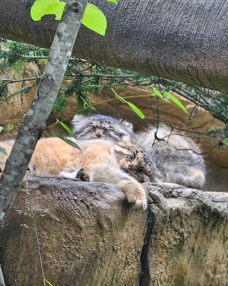 マヌルネコの写真