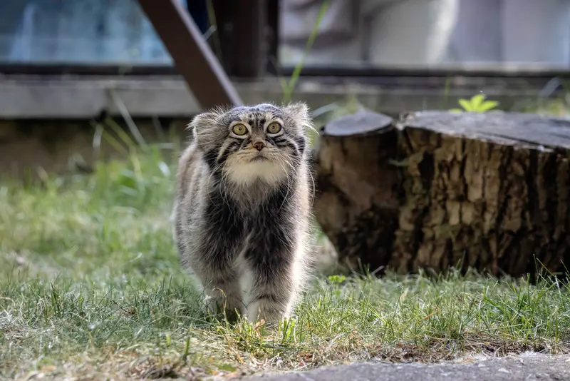 モスクワ動物園のティモフェイの写真
