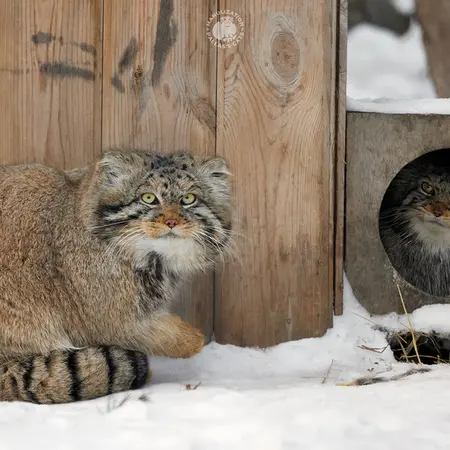 ノヴォシビルスク動物園のジョージとイヴの写真