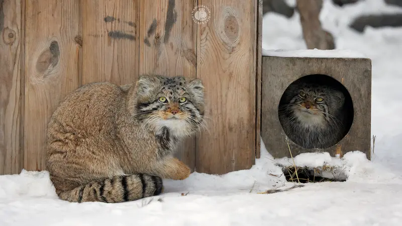 ノヴォシビルスク動物園のジョージとイヴの写真