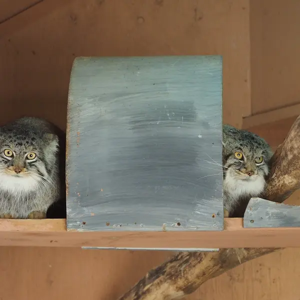 埼玉県こども動物自然公園のシャルとレフの写真