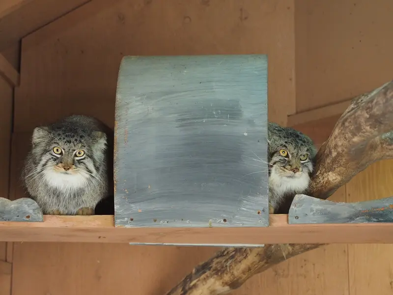 埼玉県こども動物自然公園のシャルとレフの写真