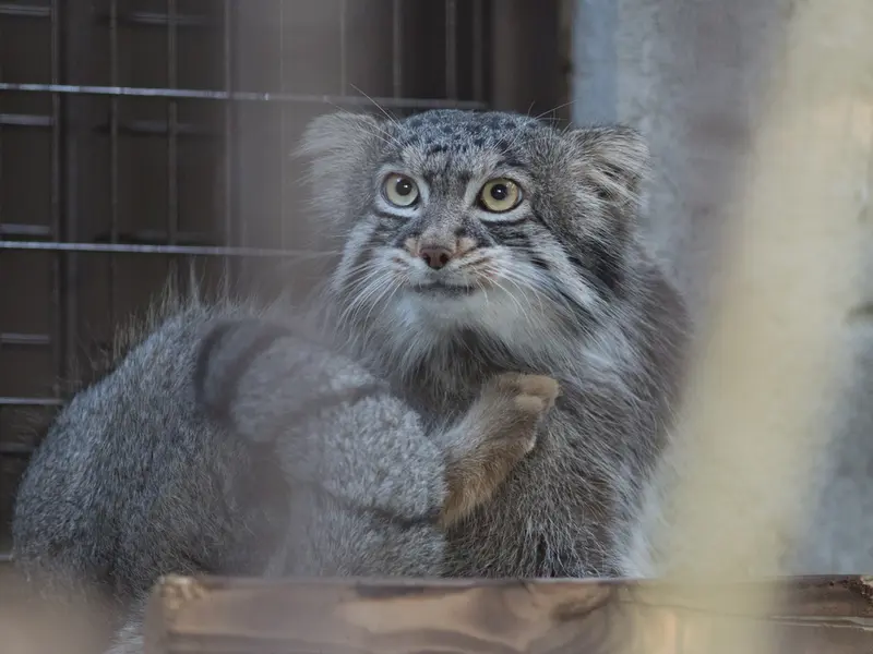 野毛山動物園のフィーガの写真