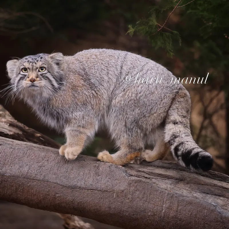 那須どうぶつ王国のナゴムの写真