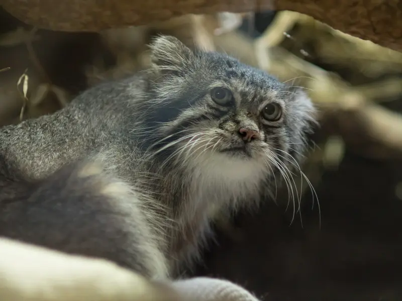 恩賜上野動物園のクリョンの写真