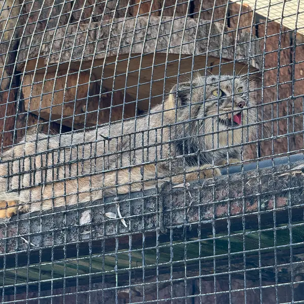 レニングラード動物園のシューの写真