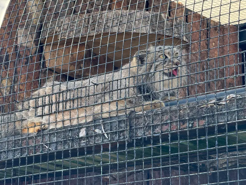 レニングラード動物園のシューの写真
