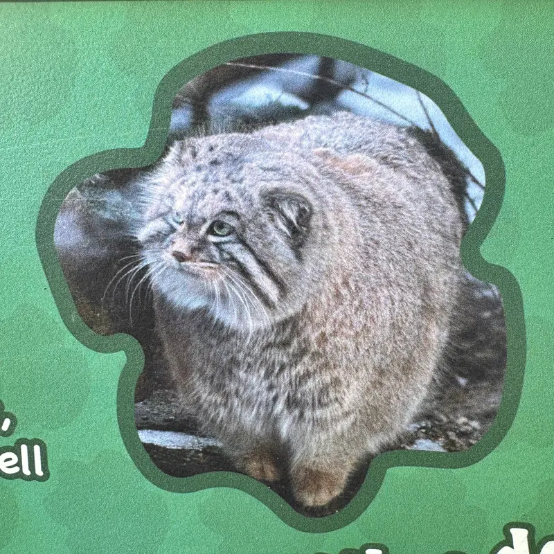 スミソニアン国立動物園のマヌルネコの写真