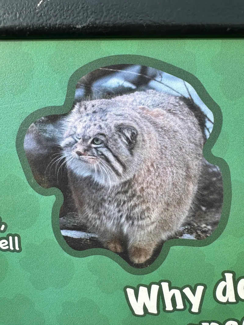スミソニアン国立動物園のマヌルネコの写真
