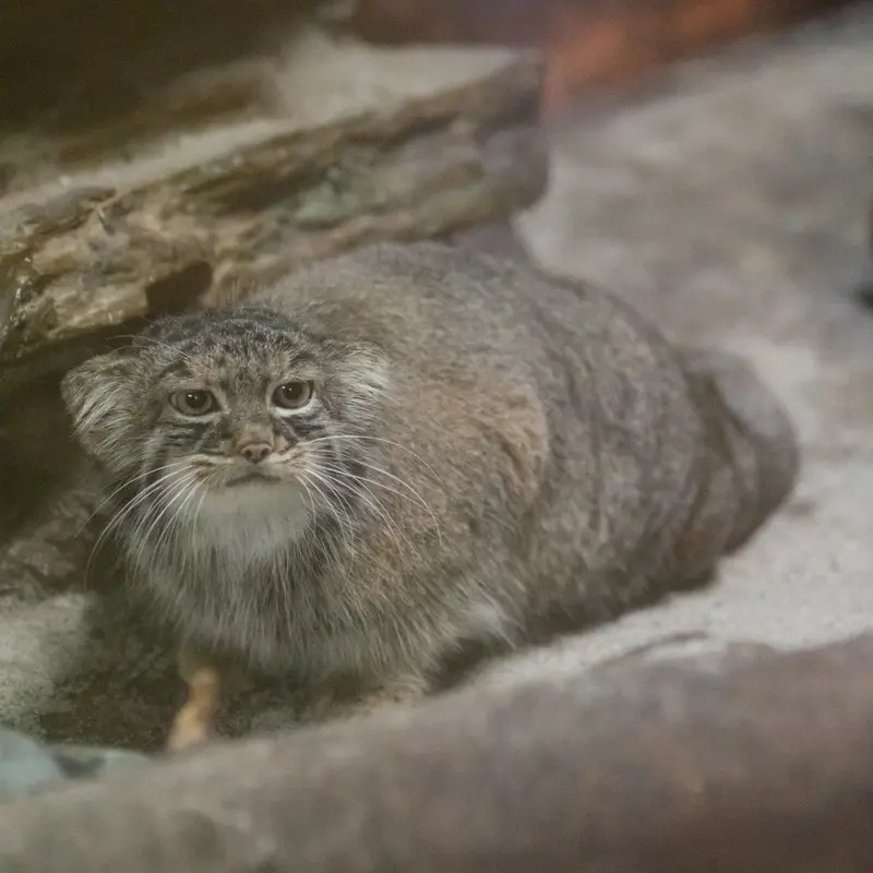 恩賜上野動物園のサフランの写真