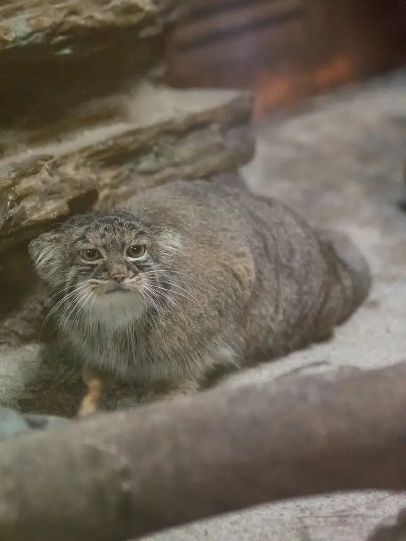 恩賜上野動物園のサフランの写真