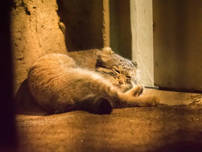 野毛山動物園のフィーガの写真