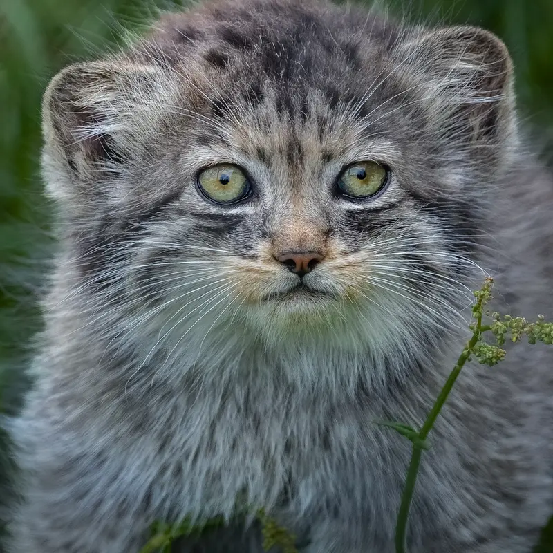 ポート・リムプネ・ワイルド・アニマル・パークのナムーの子猫 b. 2026 Ⅰの写真