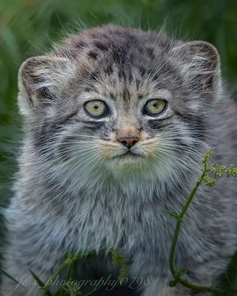 ポート・リムプネ・ワイルド・アニマル・パークのナムーの子猫 b. 2026 Ⅰの写真