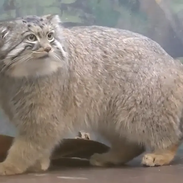 バーミングハム動物園のバタールの写真