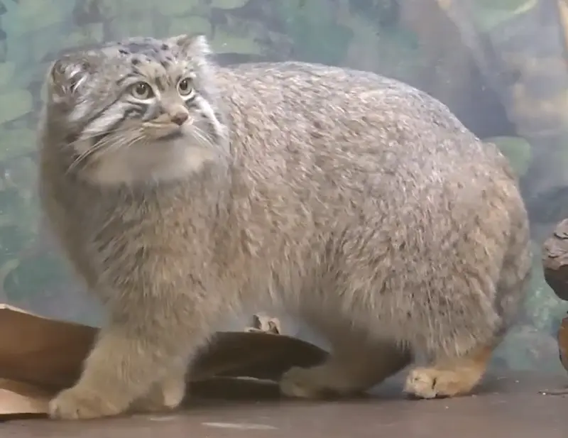 バーミングハム動物園のバタールの写真