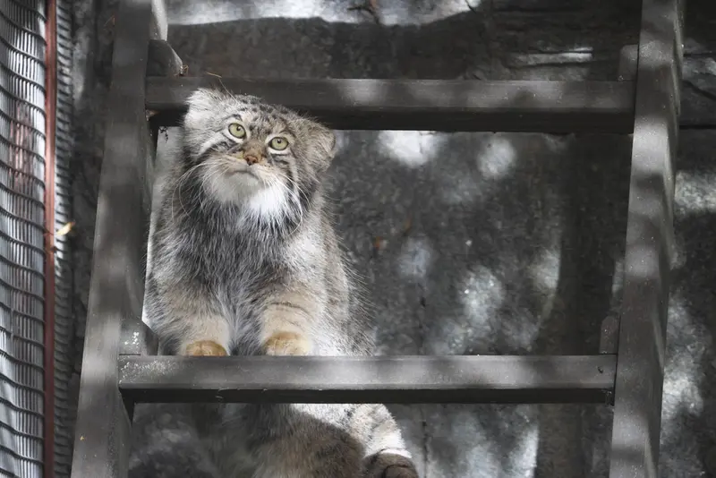 モスクワ動物園のティモフェイの写真