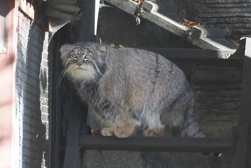 モスクワ動物園のティモフェイの写真