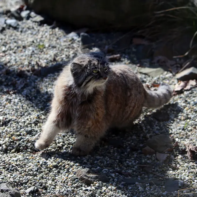 オストラヴァ動物園のモイラの写真
