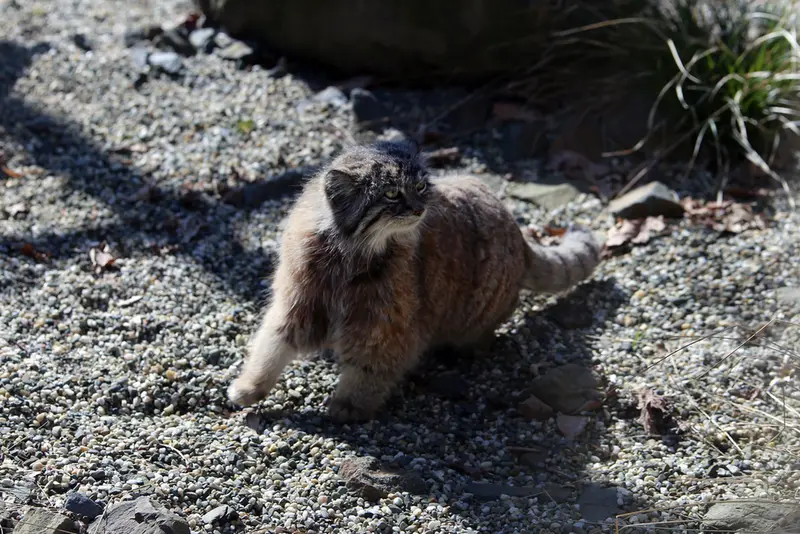 オストラヴァ動物園のモイラの写真