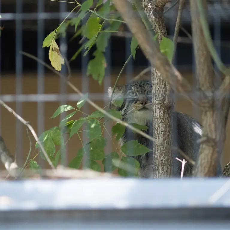 旭山動物園のヒデの写真