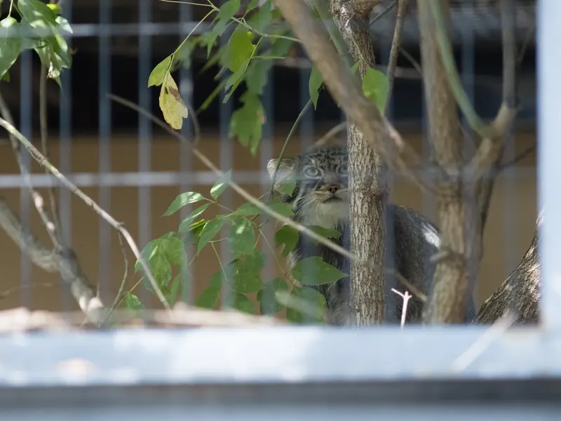旭山動物園のヒデの写真