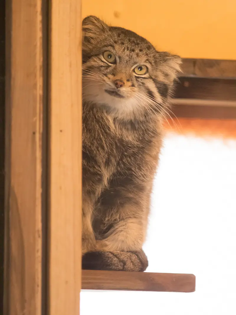 埼玉県こども動物自然公園のオトの写真
