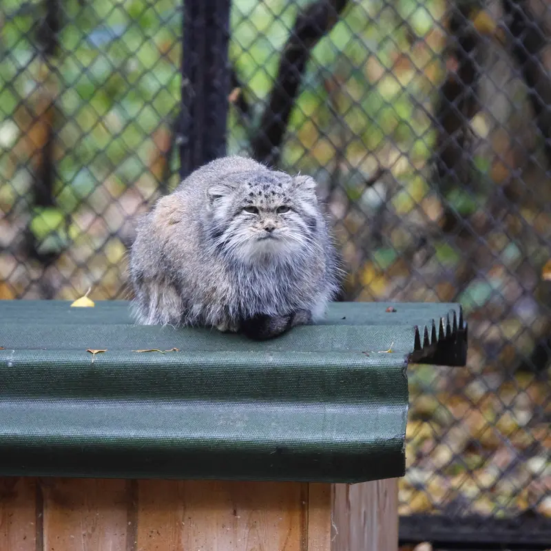 ノヴォシビルスク動物園のミアの写真