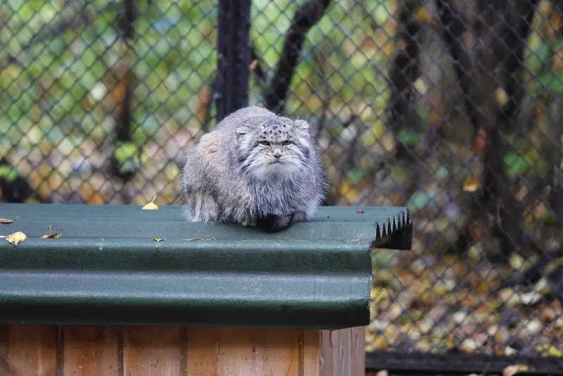 ノヴォシビルスク動物園のミアの写真