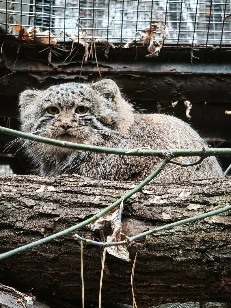 ノヴォシビルスク動物園のスネジャナの娘 b.2026 Ⅱの写真