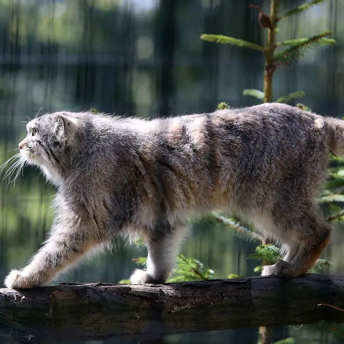 クラクフ動物園のツァスの写真
