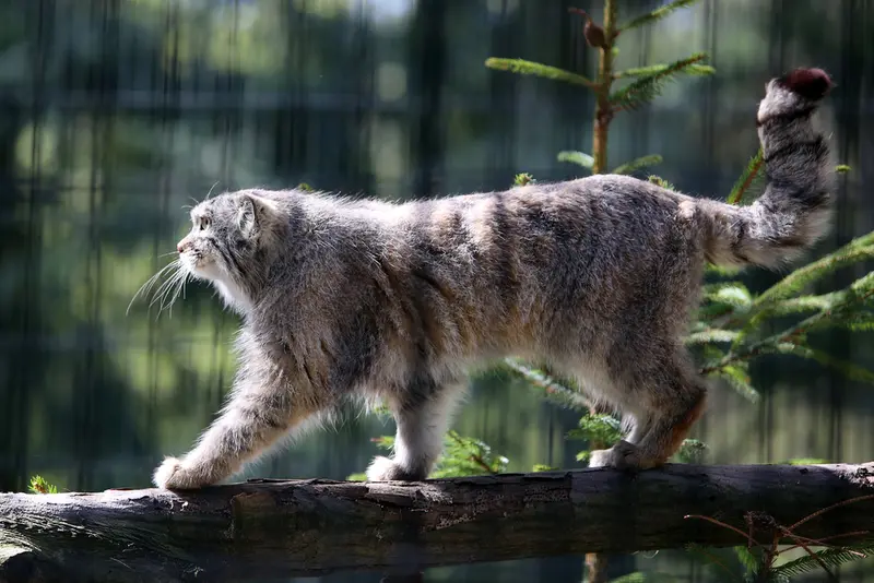 クラクフ動物園のツァスの写真