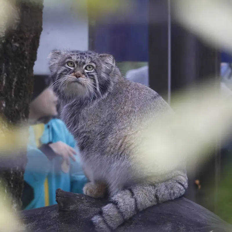 モスクワ動物園のティモフェイの写真