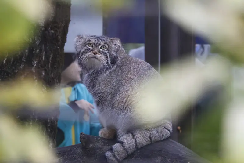 モスクワ動物園のティモフェイの写真