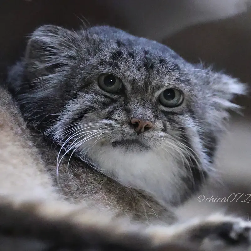 恩賜上野動物園のクリョンの写真