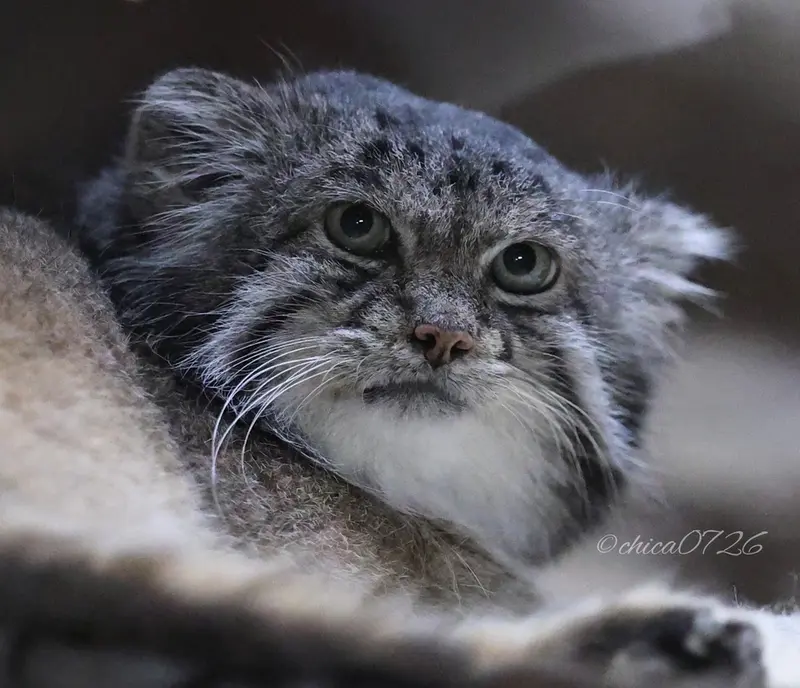 恩賜上野動物園のクリョンの写真
