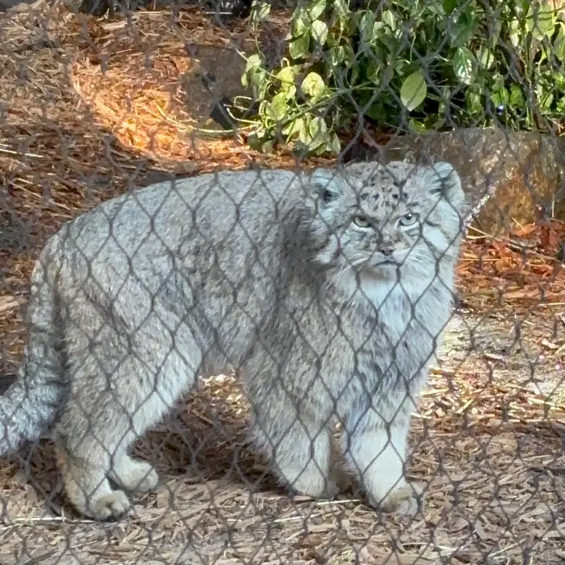 プロスペクト・パーク動物園のバトゥの写真