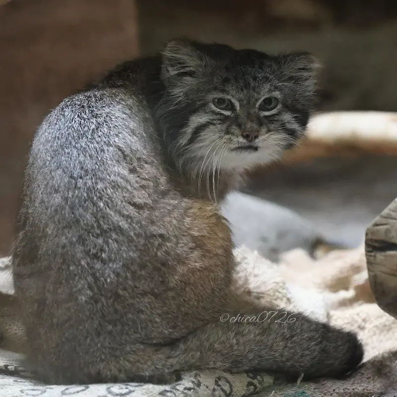 恩賜上野動物園のクリョンの写真