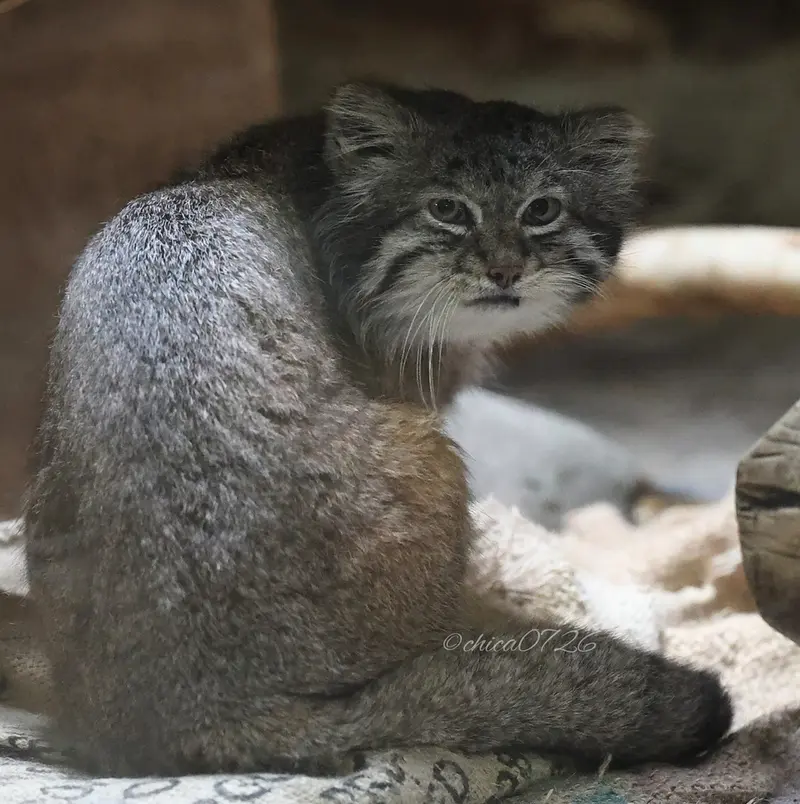 恩賜上野動物園のクリョンの写真