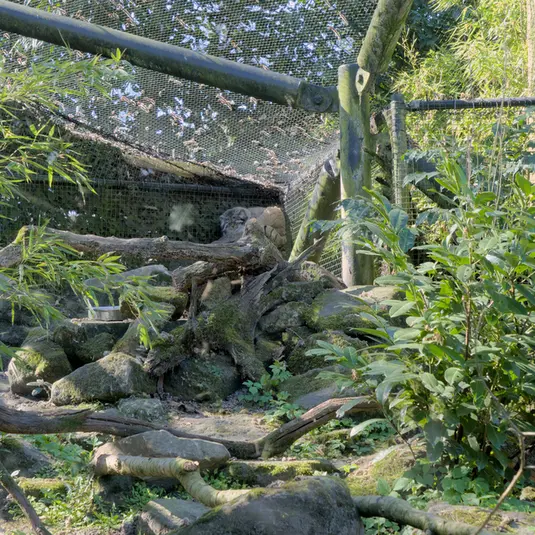 ロッテルダム動物園のノルブの写真
