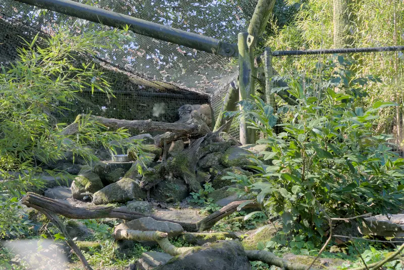 ロッテルダム動物園のノルブの写真