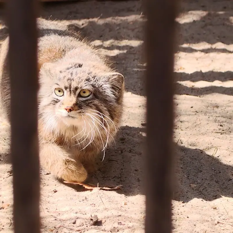 ノヴォシビルスク動物園のマヌルネコの写真