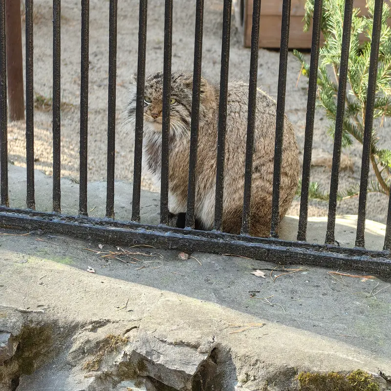 ノヴォシビルスク動物園のミアの息子 2022 Ⅲの写真